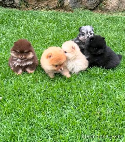 Magnifique chiots Spitz nain Poméranien 