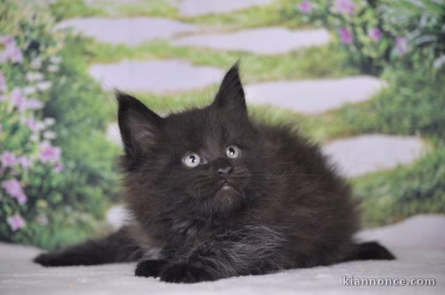 Adorable chaton Maine coon noir femelle 