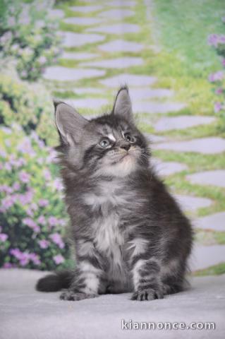 Chaton Maine coon mâle 