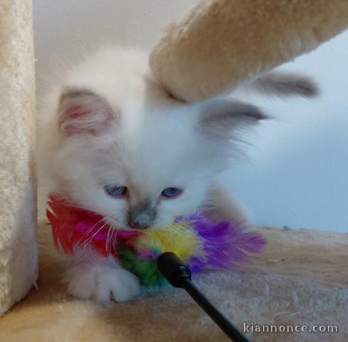 Magnifique chaton sacré de brimanie mâle disponible 