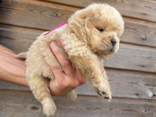 Chiots chow chow adorable pour adoption 