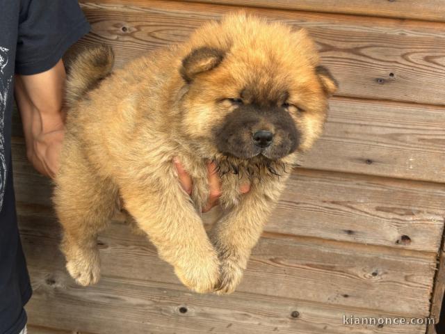 Adorable chiots chow chow 