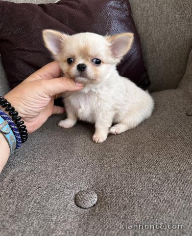 Chiots type chihuahua mâle 