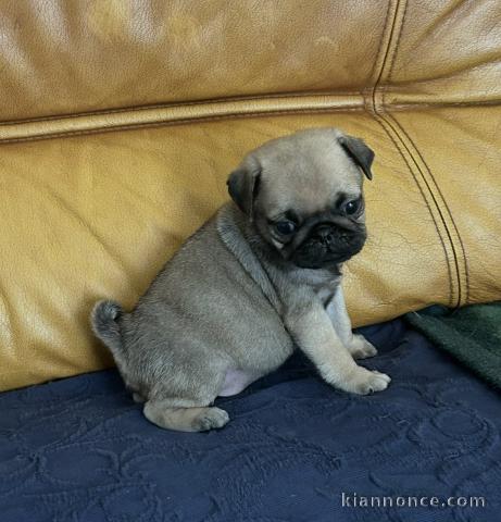 Type carlin chiots lof