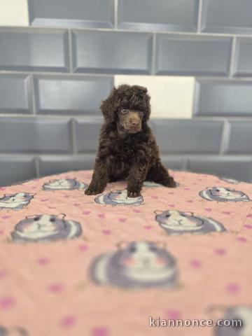 Chiots caniche toy disponible 