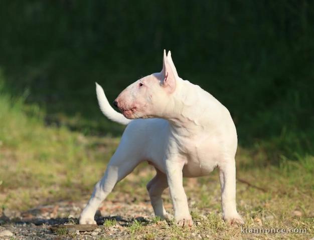 Chiots bull de terrier disponible 
