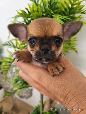 Magnifique chiots chihuahua femelle 
