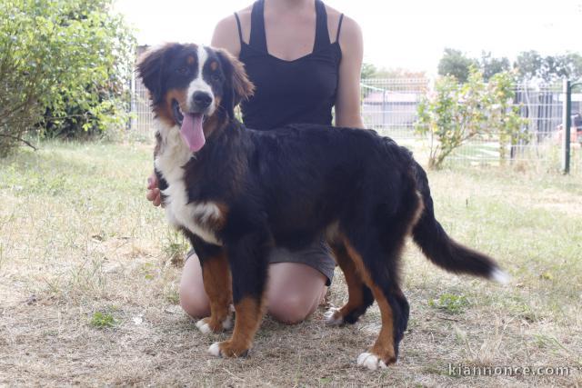 Chiots bouvier  disponible 
