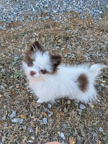 Magnifique chiots chihuahua femelle adopter 