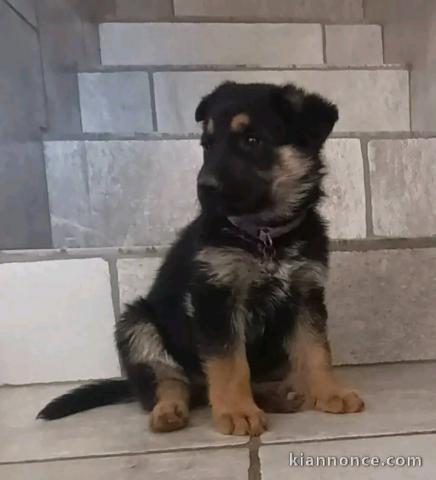 Bébé chiots berger allemand disponible 
