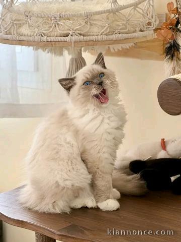 Magnifique chaton ragdoll femelle pour bonne maman 