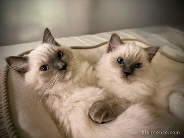 Adorable chaton ragdoll disponible 