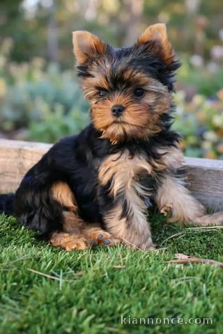 Magnifique chiots York disponible 