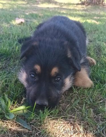 Magnifique chiots berger allemand disponible 