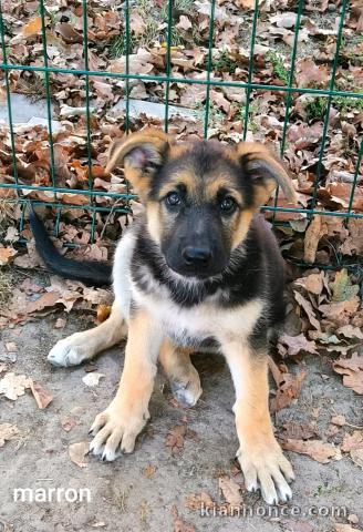 Je donne chiots berger allemand disponible 
