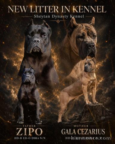 Cane Corso magnifiques chiots