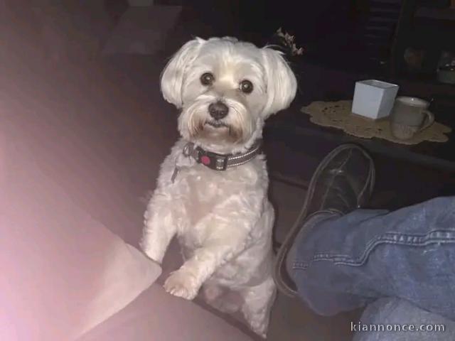 Adorable chiots Bichon maltais disponible femelle 