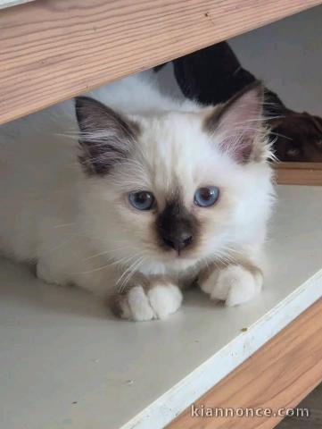Magnifique chaton sacré de brimanie 