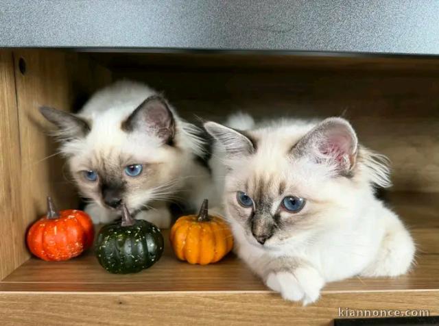 Deux chatons sacré de brimanie à donner 