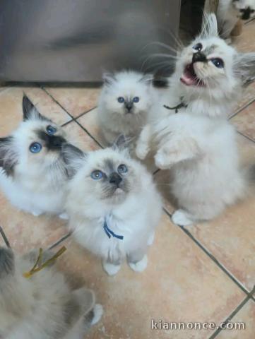 Annonces chaton sacré de brimanie disponible 