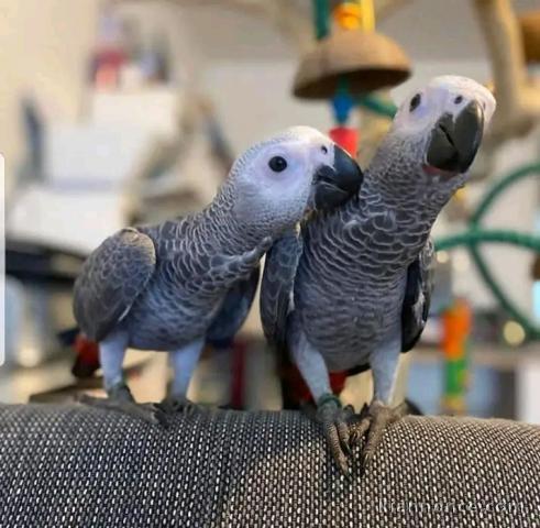 Annonces perroquet gris du Gabon disponible 