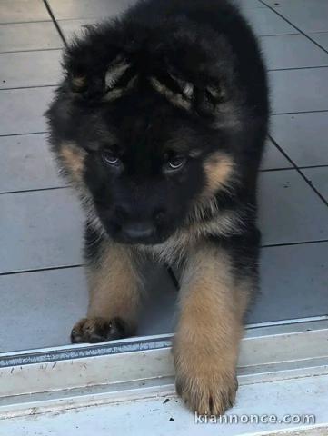Berger allemand disponible femelle 