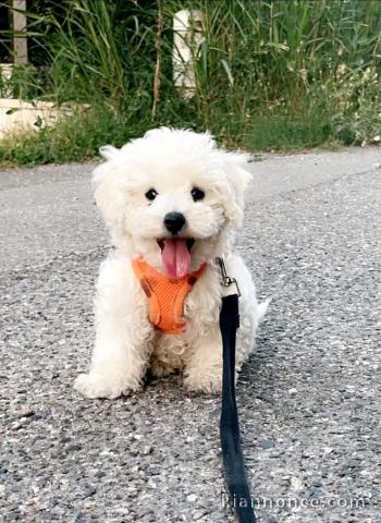 Magnifique chiots Bichon maltais femelle à donner contre bon soin