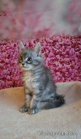 Adorable chaton Maine coon femelle et mâle a vendre 