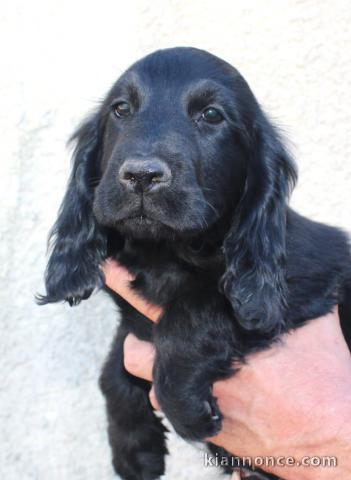 Magnifique chiots cocker spaniel anglais disponible 