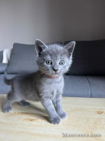 Bébé chaton chartreux disponible mâle 