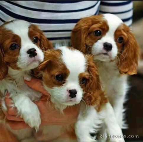 Adoption chiots cavalier King Charles disponible 