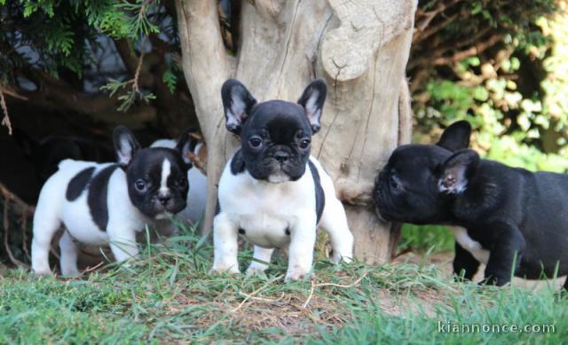 Chiots bouledogue français mâle a donner 