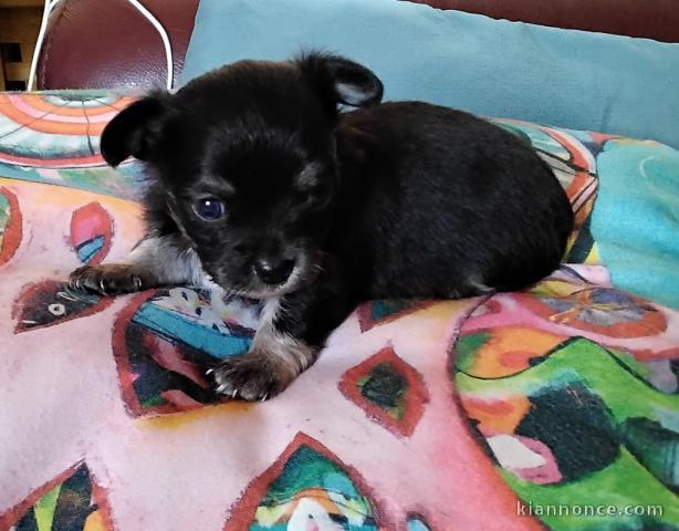 Chiots chihuahua a vendre 
