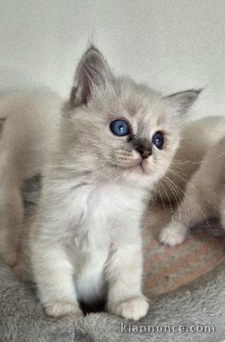 Chaton sacré de brimanie disponible pour adoption 
