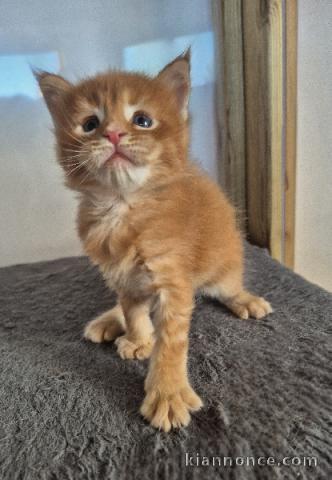 chaton Maine coon roux 