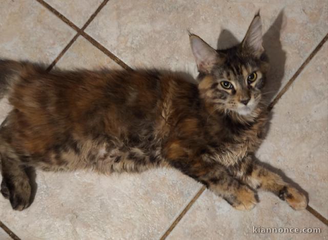 Chaton Maine coon femelle 