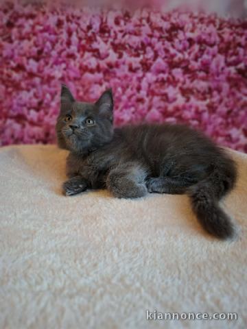 Bébé chaton Maine coon femelle 