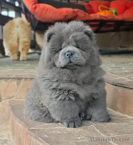 Chiots chow-chow disponible pour adoption 