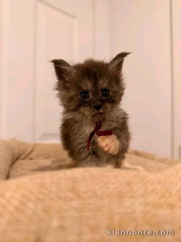 Chaton Maine coon adorable femelle 