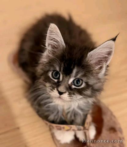 Je donne chaton Maine coon disponible 