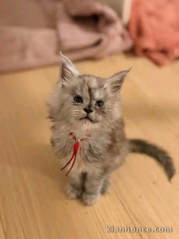 Adoption chaton Maine coon disponible 