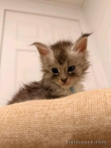 Chaton Maine coon a donner 
