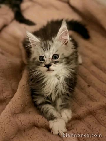 Magnifique chaton Maine coon a adopter 