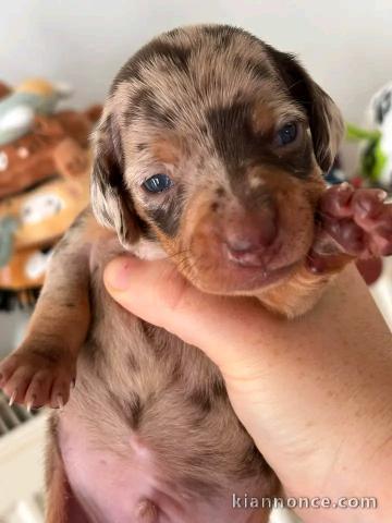 Magnifique chiots teckels arlequin à cédé 