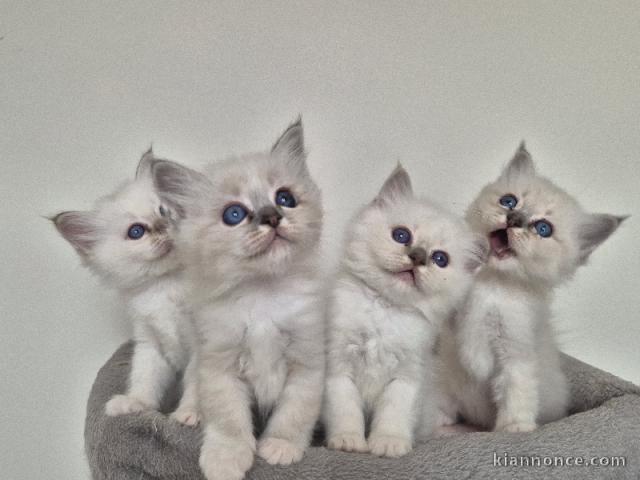Annonces chaton sacré de brimanie disponible 