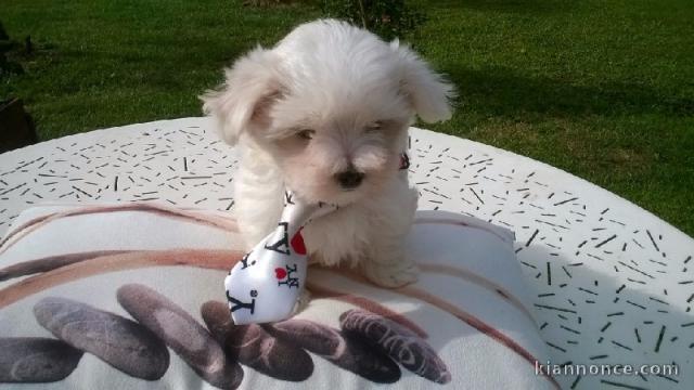 Je donne chiots Bichon maltais disponible 