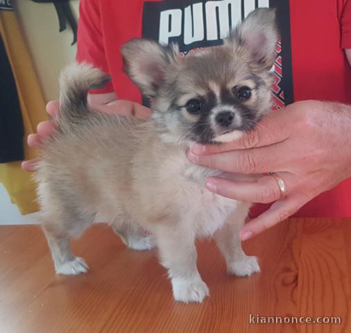 Chiots chihuahua femelle disponible pour adoption 