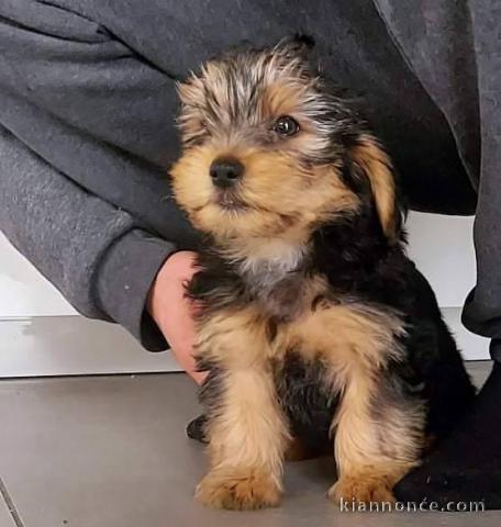 À adopter chiots York disponible 