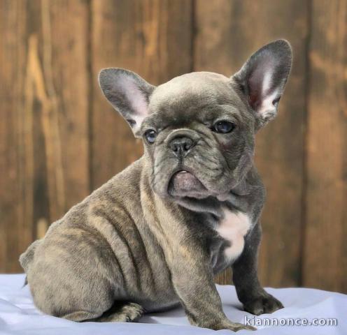 Adorable chiots bouledogue français à vendre à prix raisonnable 