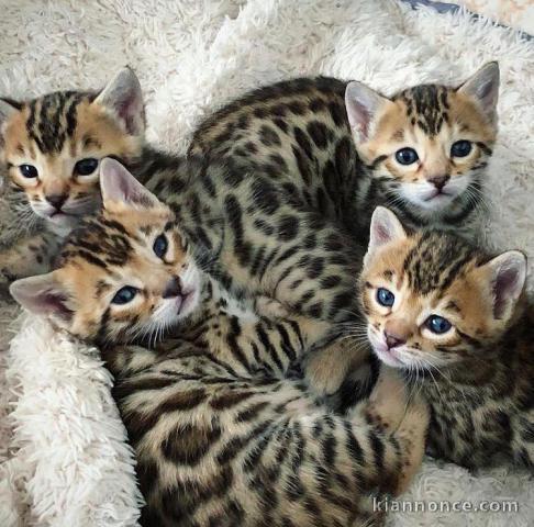 Portée chaton bengal à adopter 